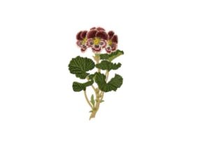 Pelargonium Auguste Miellez: A Classic Floral Embroidery